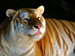 Gold-tigers